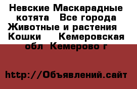 Невские Маскарадные котята - Все города Животные и растения » Кошки   . Кемеровская обл.,Кемерово г.
